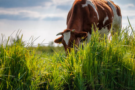 Legyen zöldebb a kert és a legelő! – Tippek és trükkök a füvesítéshez
