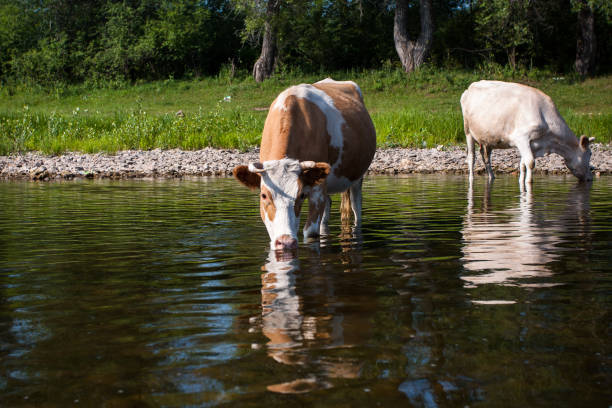 Tippek a haszonállatok védelmére a nyári hőségben – hőstressz megelőzése