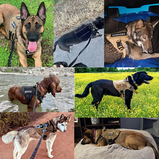 🐾 Taktikai kutyahám és nyakörv szett